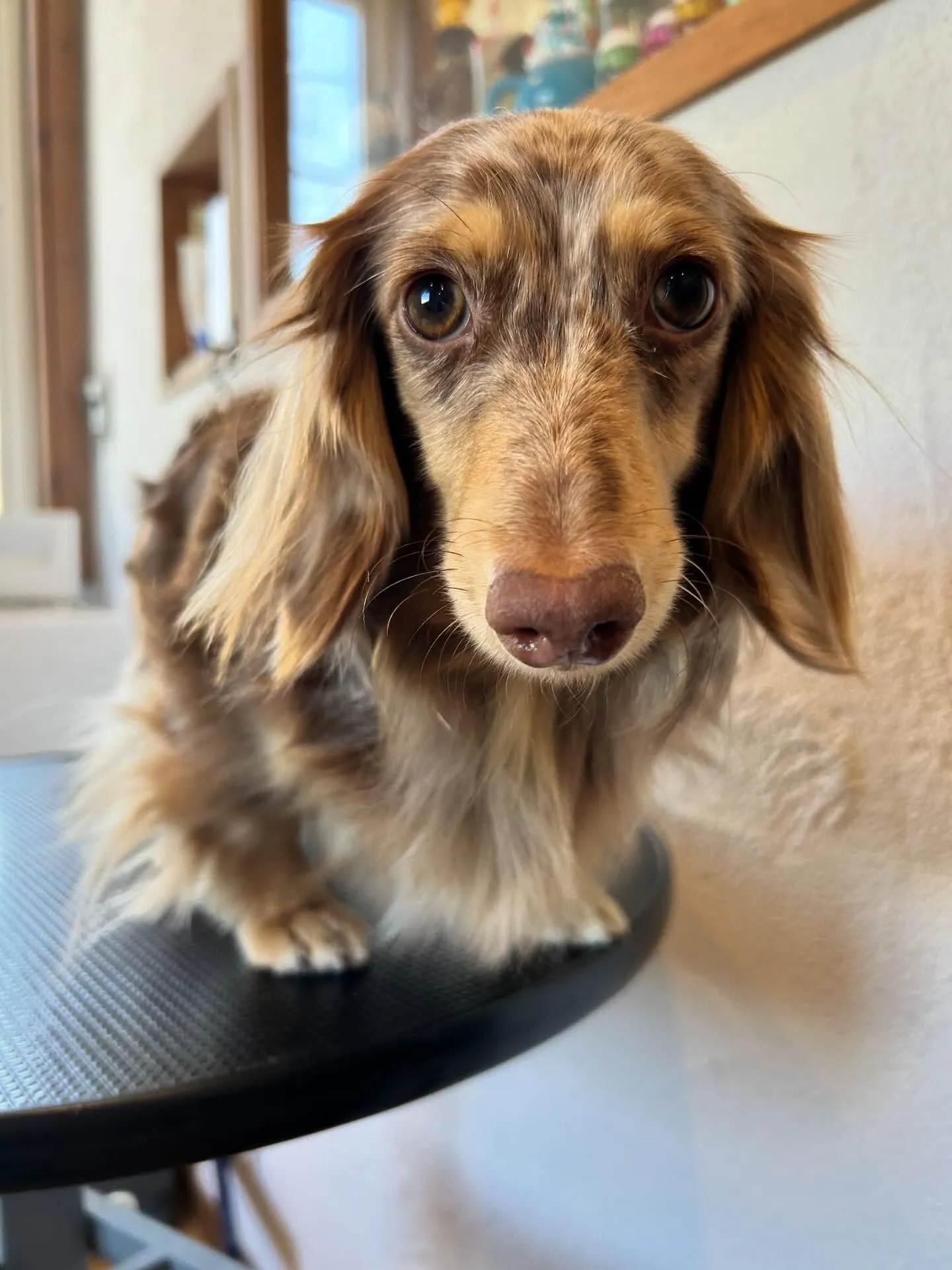 トリミングサロンは、かわいい4匹で大賑わい🐾💖 