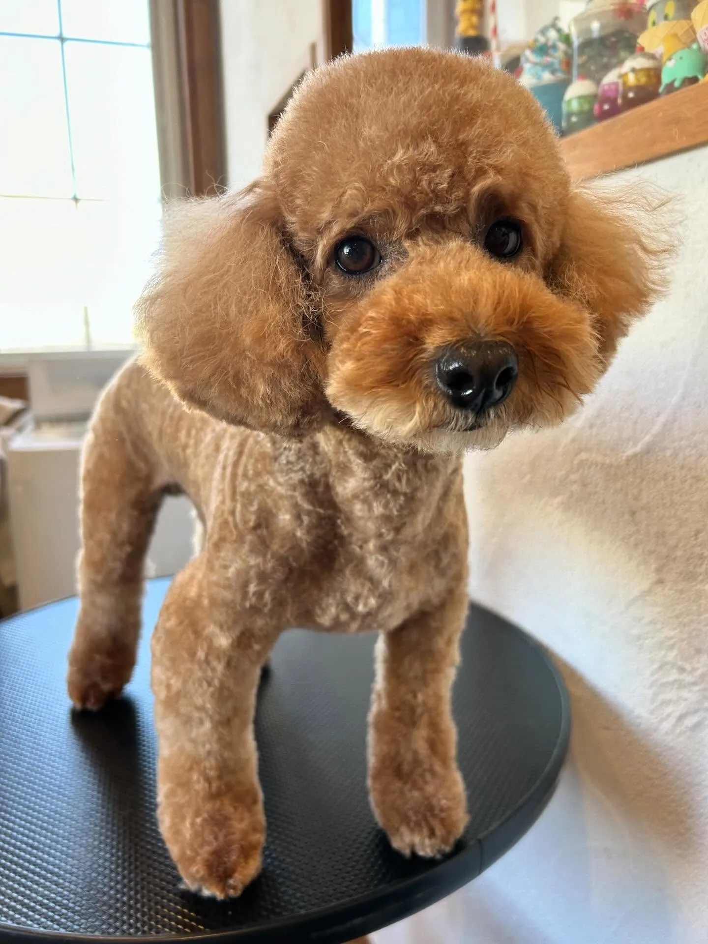 トリミングサロンは、かわいい4匹で大賑わい🐾💖 