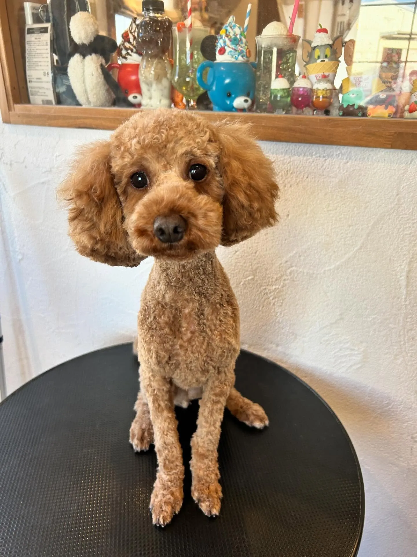 トリミングサロンは、かわいい4匹で大賑わい🐾💖 