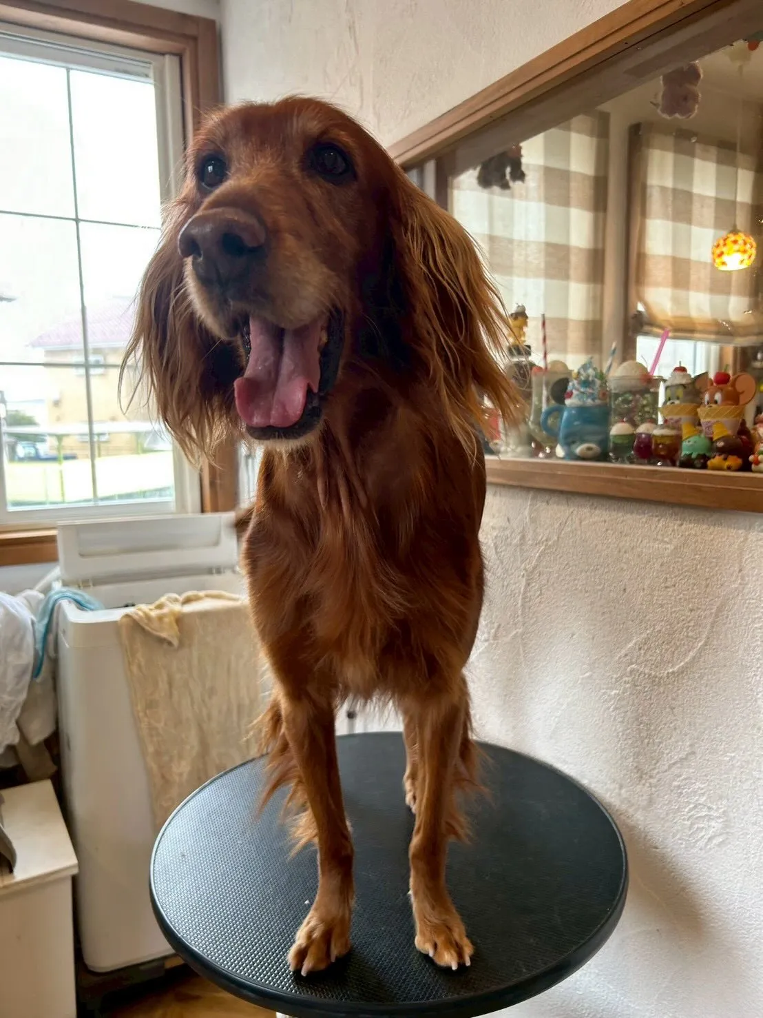 🐶✨アイリッシュセターのベルちゃんとミニチュアダックスフント...