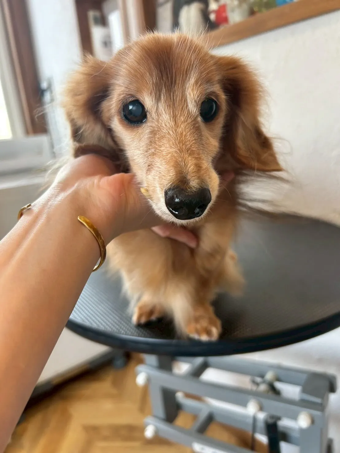 🐶✨アイリッシュセターのベルちゃんとミニチュアダックスフント...