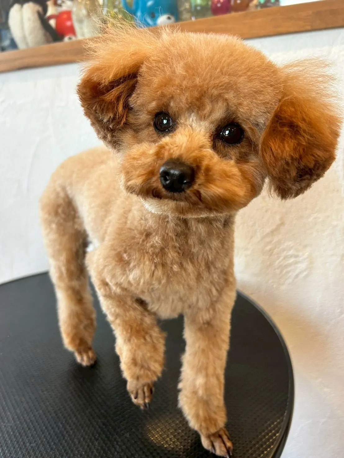 🐶✨アイリッシュセターのベルちゃんとミニチュアダックスフント...