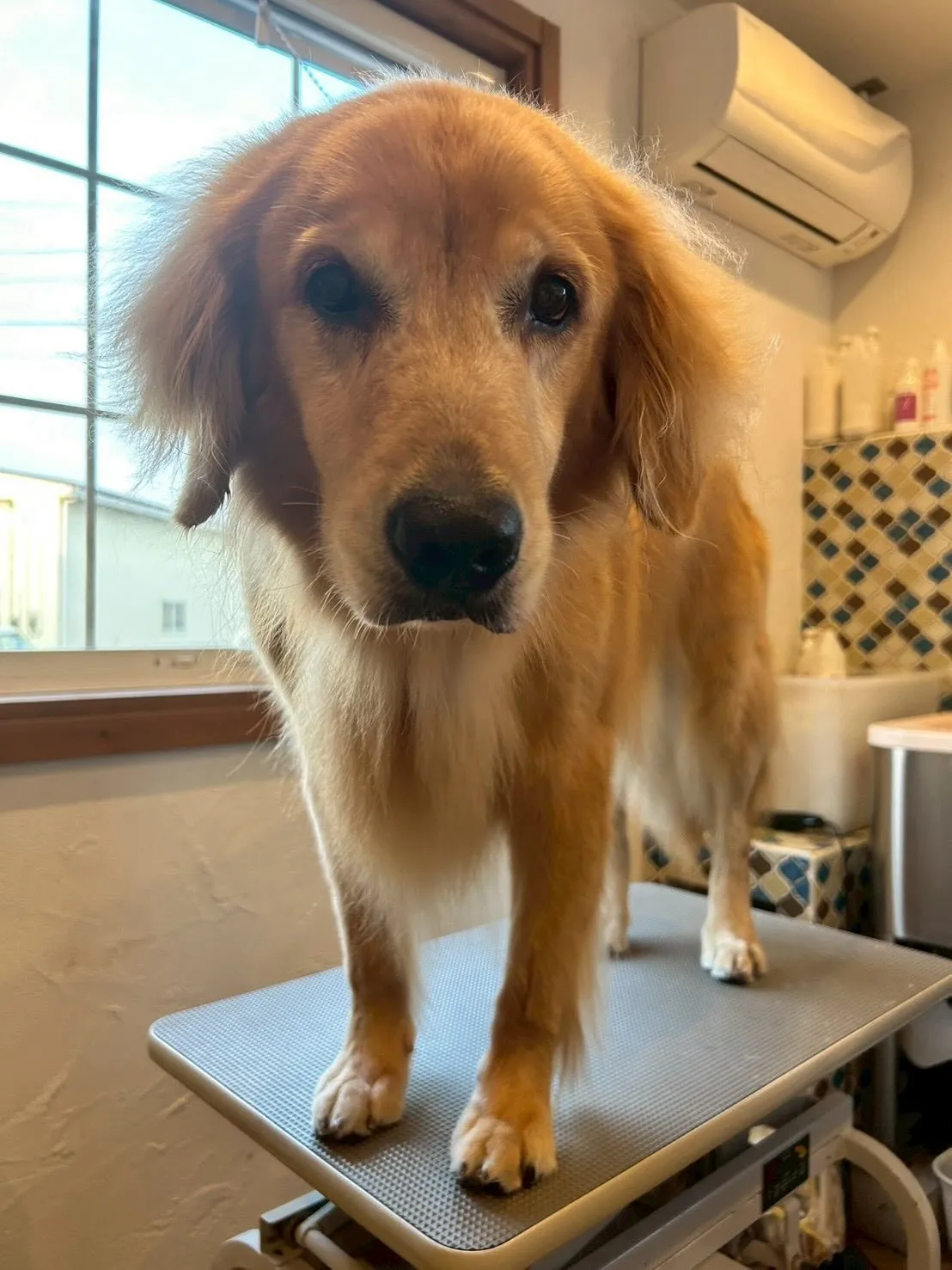 🐶✨アイリッシュセターのベルちゃんとミニチュアダックスフント...