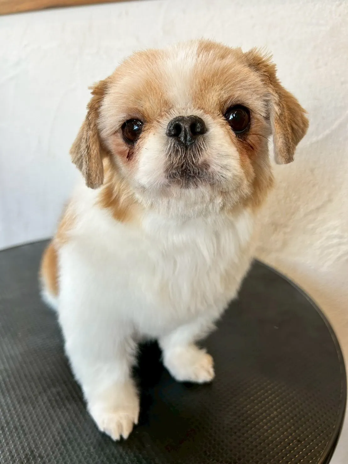 ワンちゃんたちがトリミングサロンで大変身🎉💇♂️