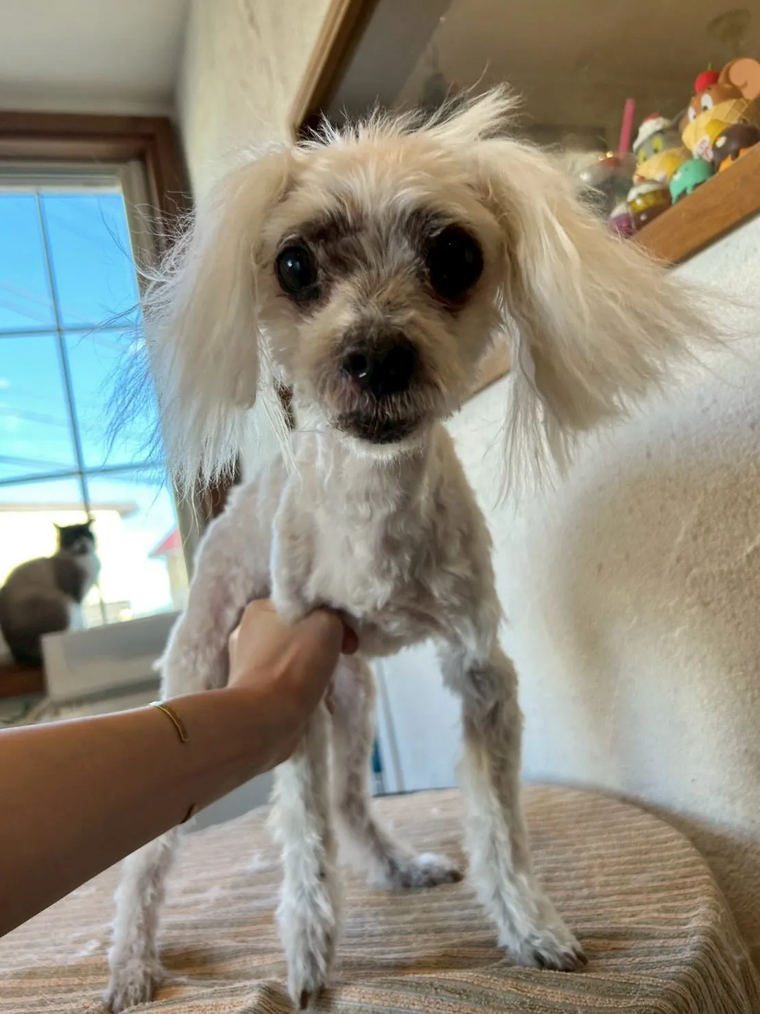 ワンちゃんたちがトリミングサロンで大変身🎉💇♂️