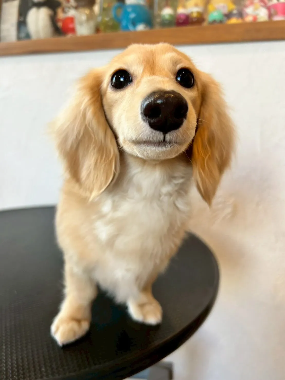 ワンちゃんたちがトリミングサロンで大変身🎉💇♂️