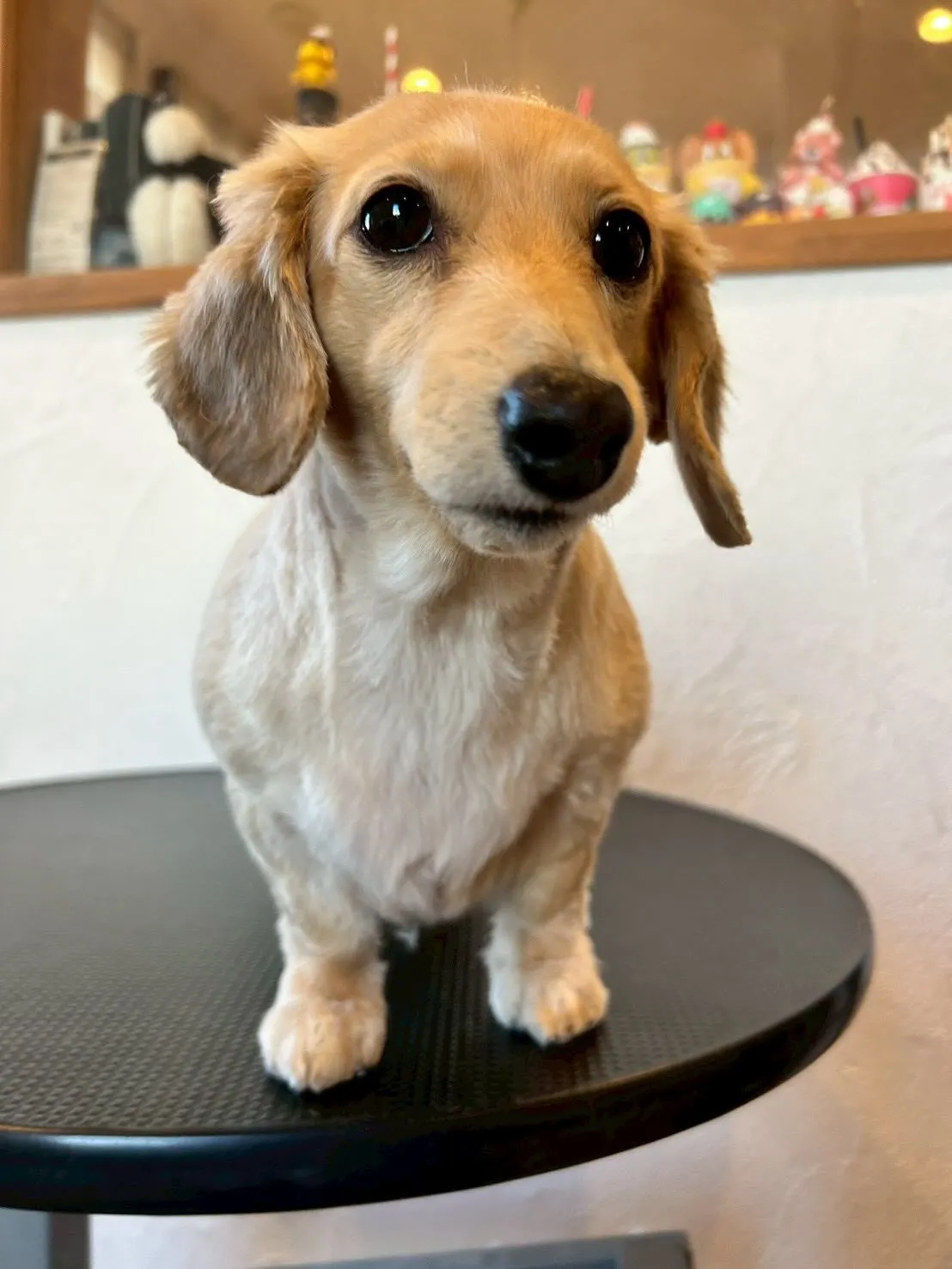 ワンちゃんたちがトリミングサロンで大変身🎉💇♂️