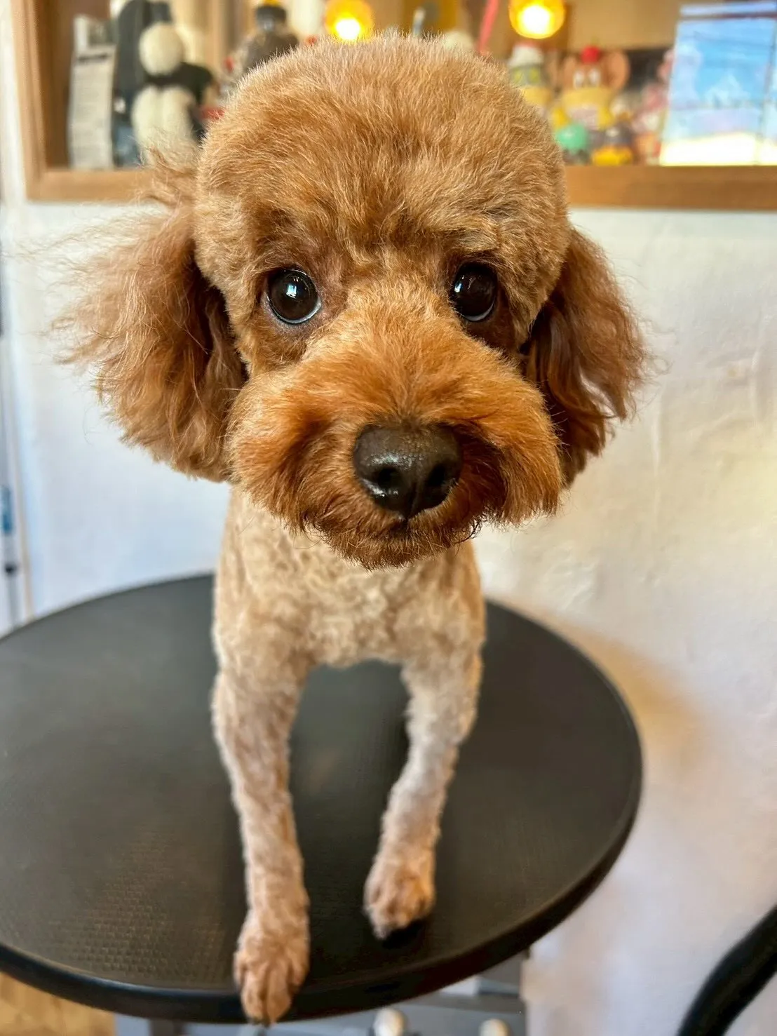 ワンちゃんたちがトリミングで大変身しましたよ🐶✂️