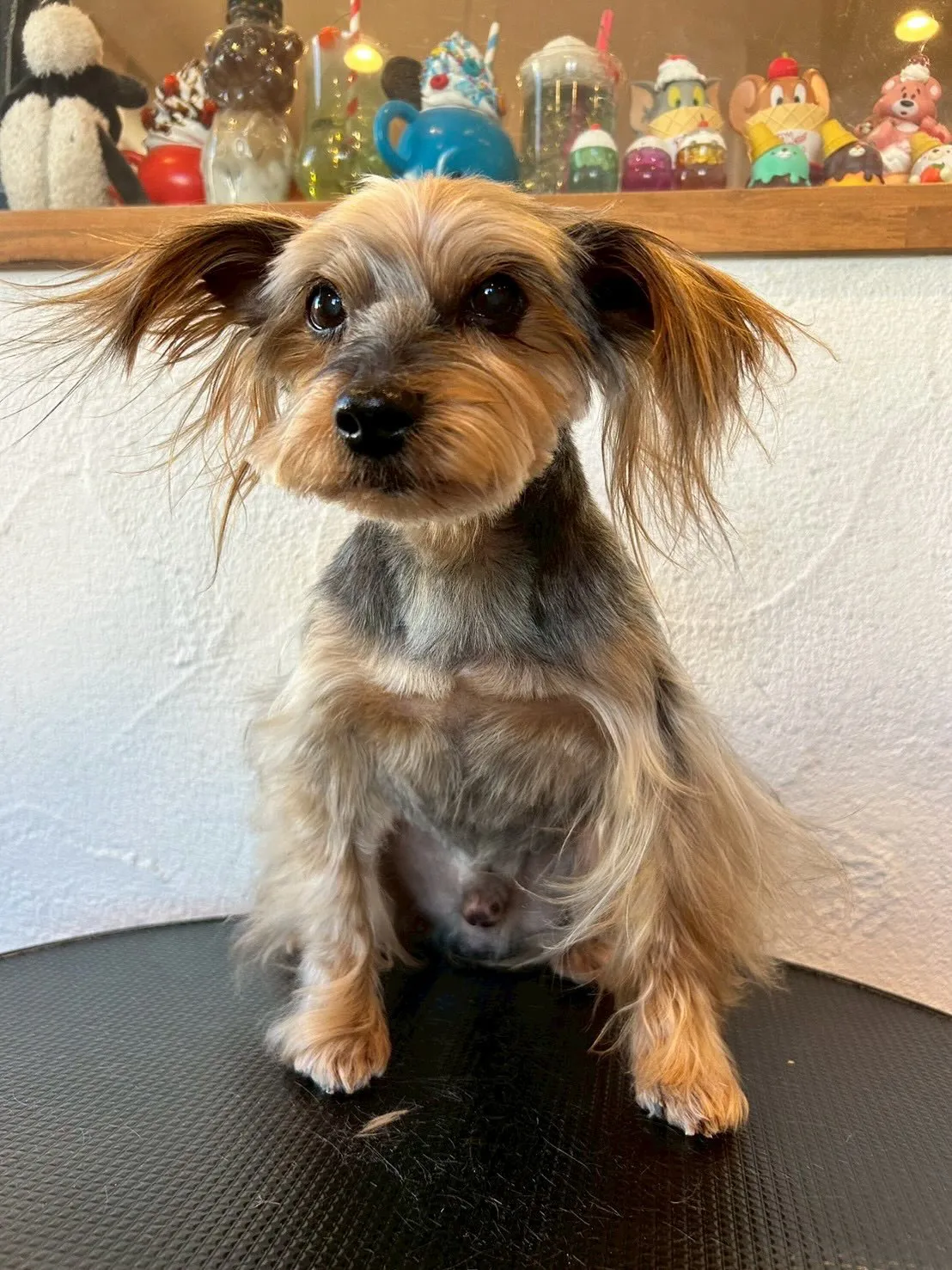 ワンちゃんたちがトリミングで大変身しましたよ🐶✂️