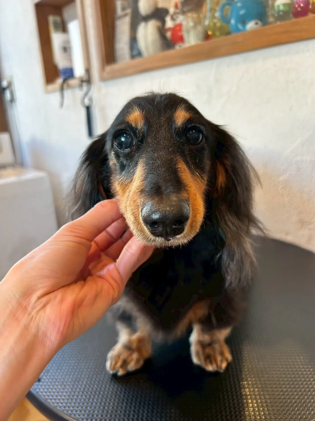 ワンちゃんたちがトリミングで大変身しましたよ🐶✂️