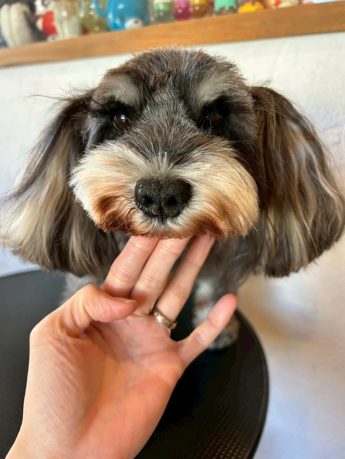ワンちゃんたちがトリミングで大変身しましたよ🐶✂️