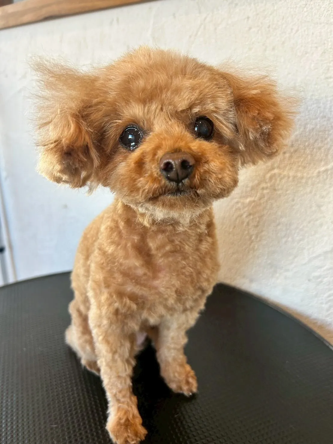 🌟トリミングサロンをご利用いただきありがとうございます！✨