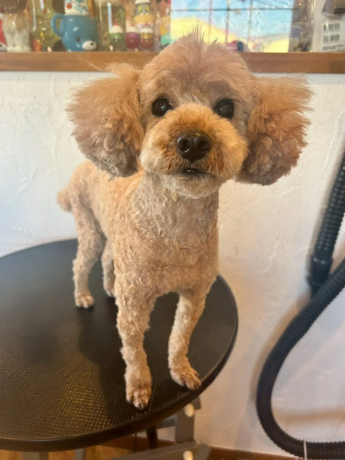 🌟トリミングサロンをご利用いただきありがとうございます！✨