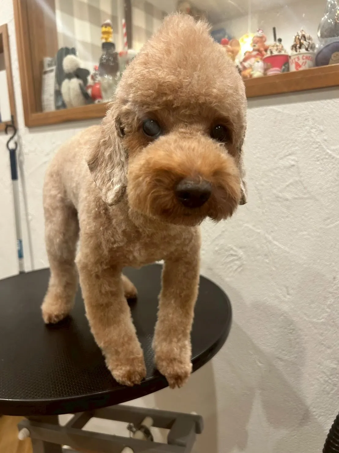 🌟トリミングサロンをご利用いただきありがとうございます！✨