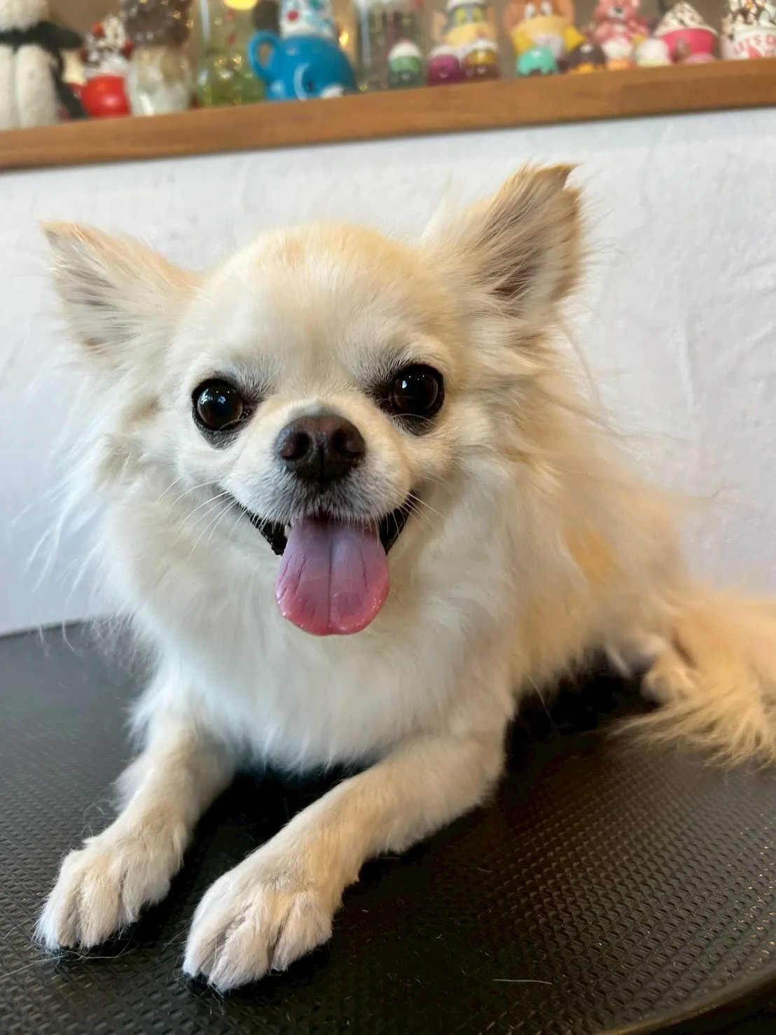 🌟✨可愛いお客様たちをご紹介しますよ〜🎉