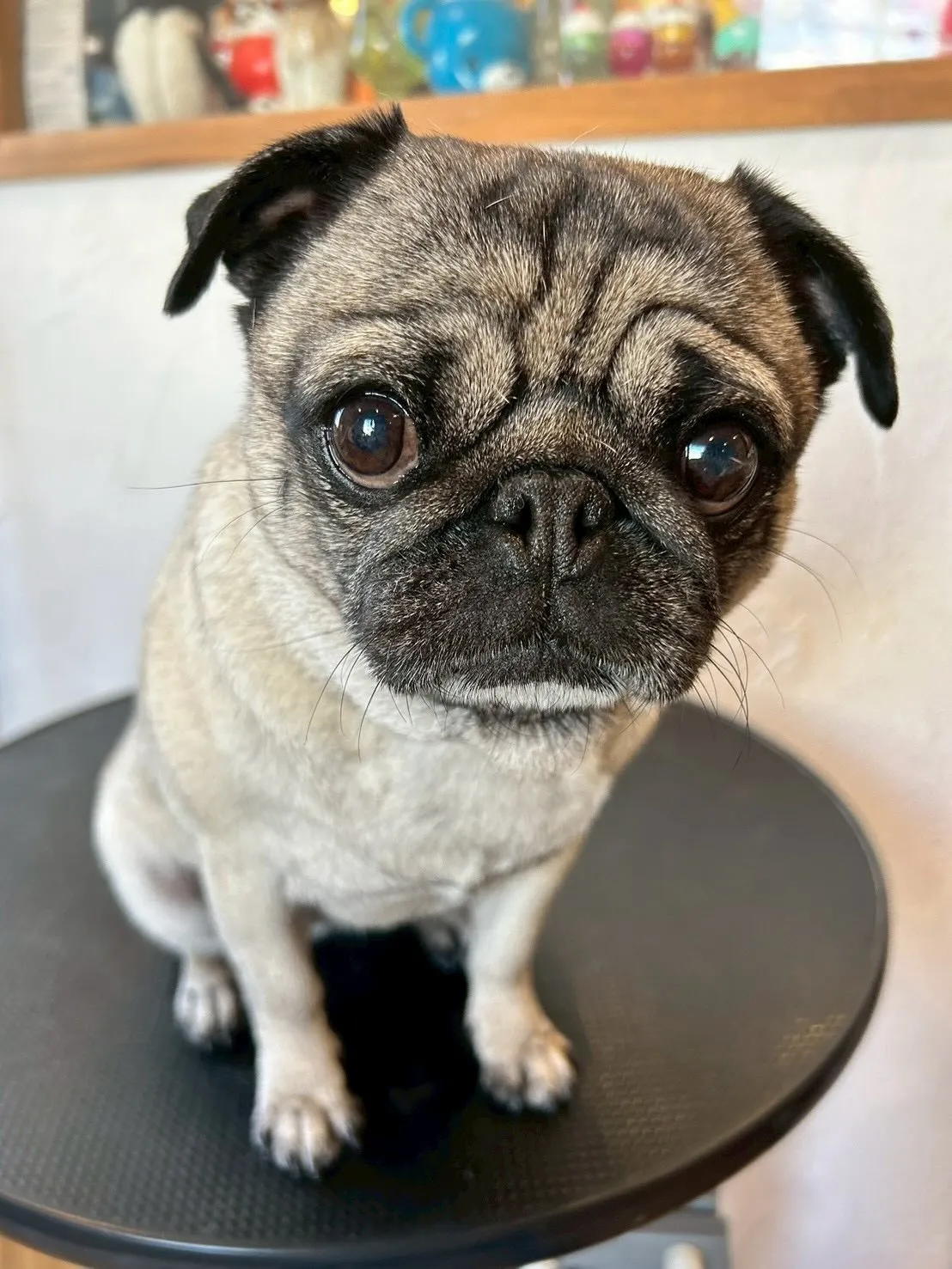 🌟✨可愛いお客様たちをご紹介しますよ〜🎉