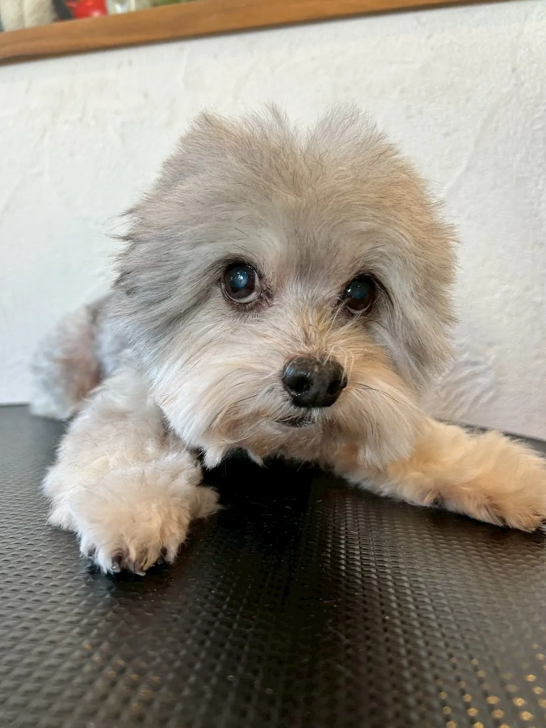 🌟✨可愛いお客様たちをご紹介しますよ〜🎉