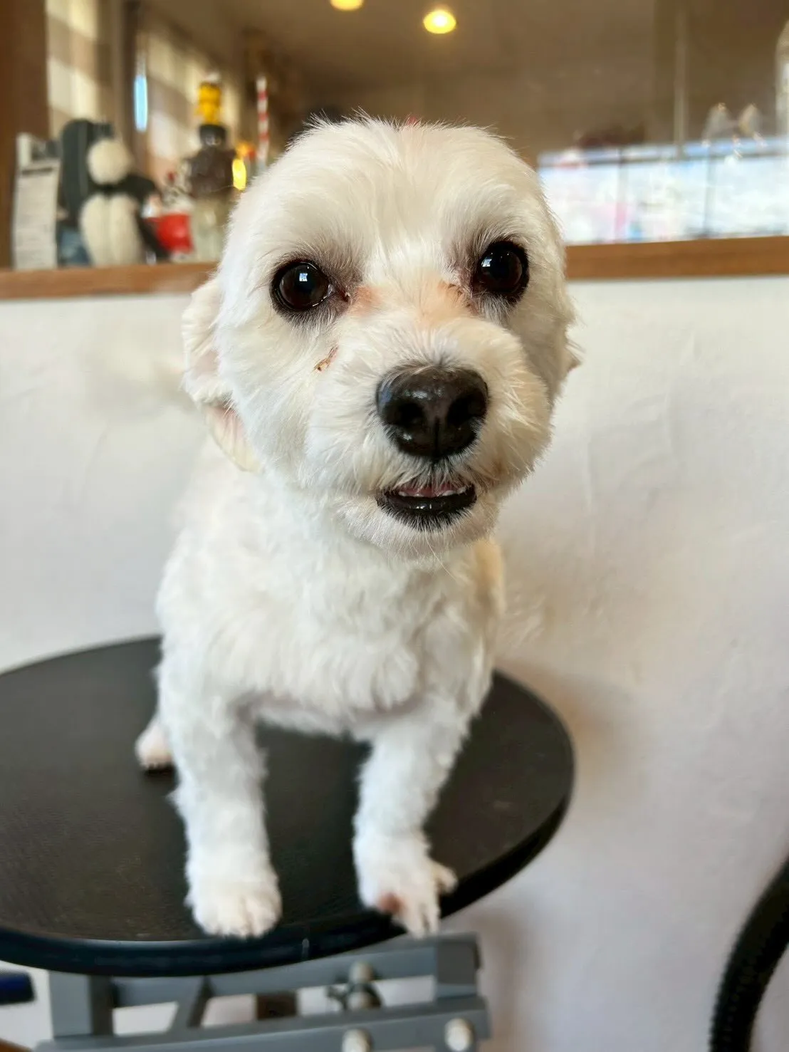 トリミングサロンでかわいいお客様がいっぱい🐾💖