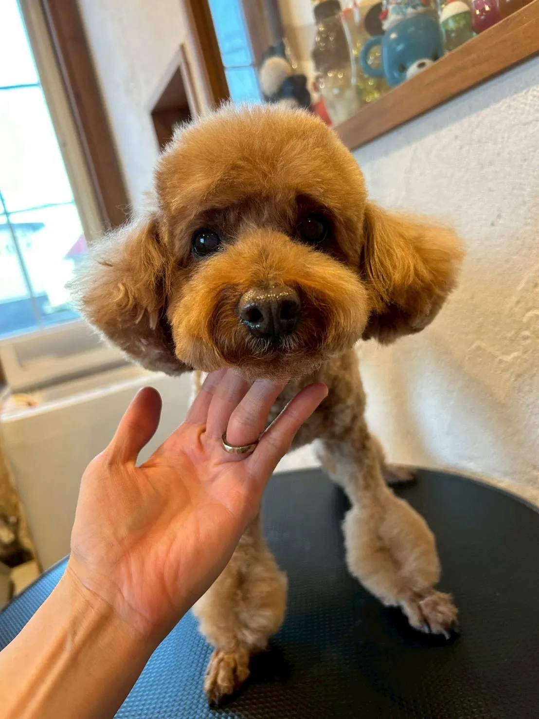 トリミングサロンでかわいいお客様がいっぱい🐾💖