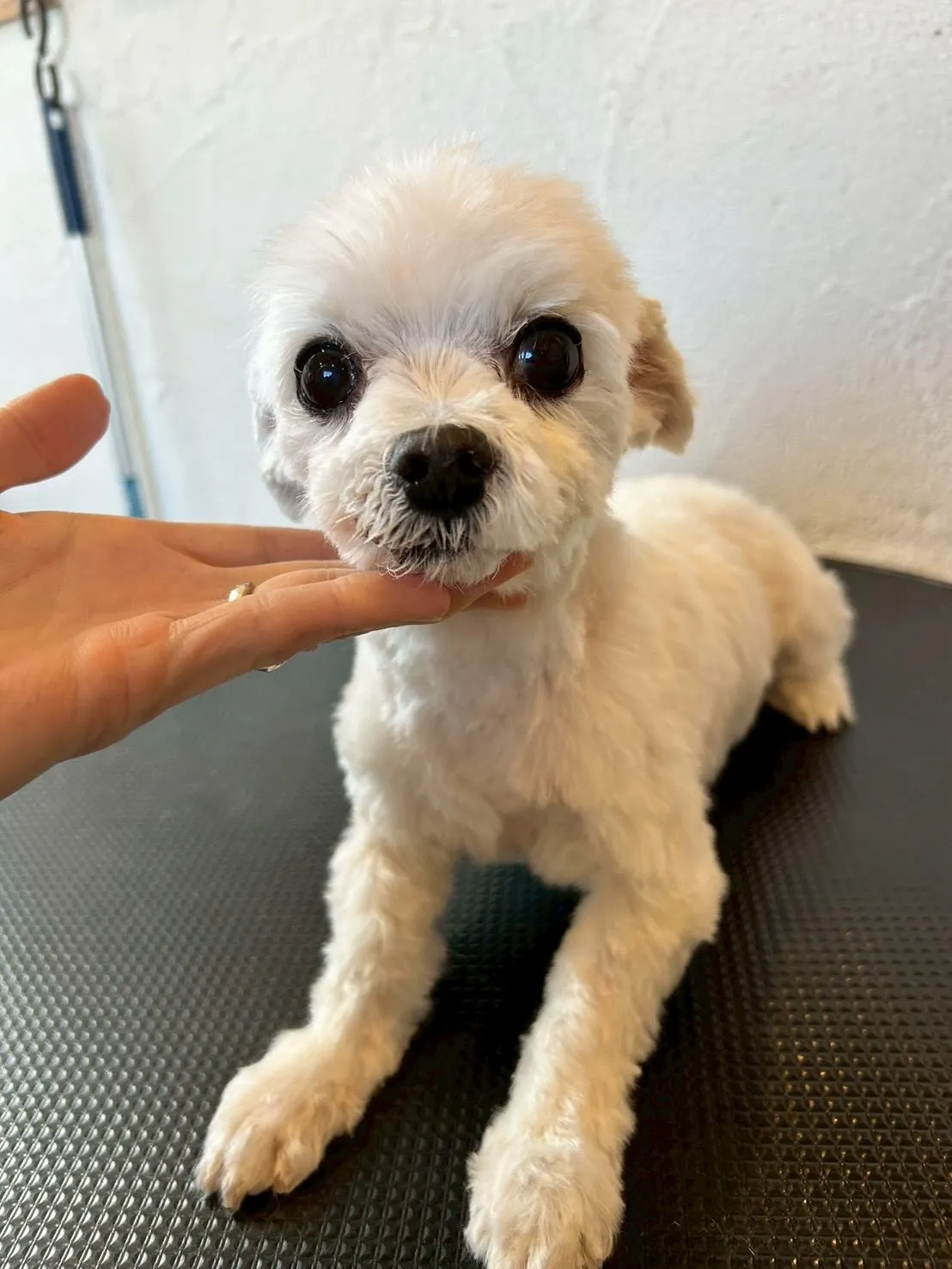 みんながハッピーになるトリミングの時間がやってきた!🐶✂️