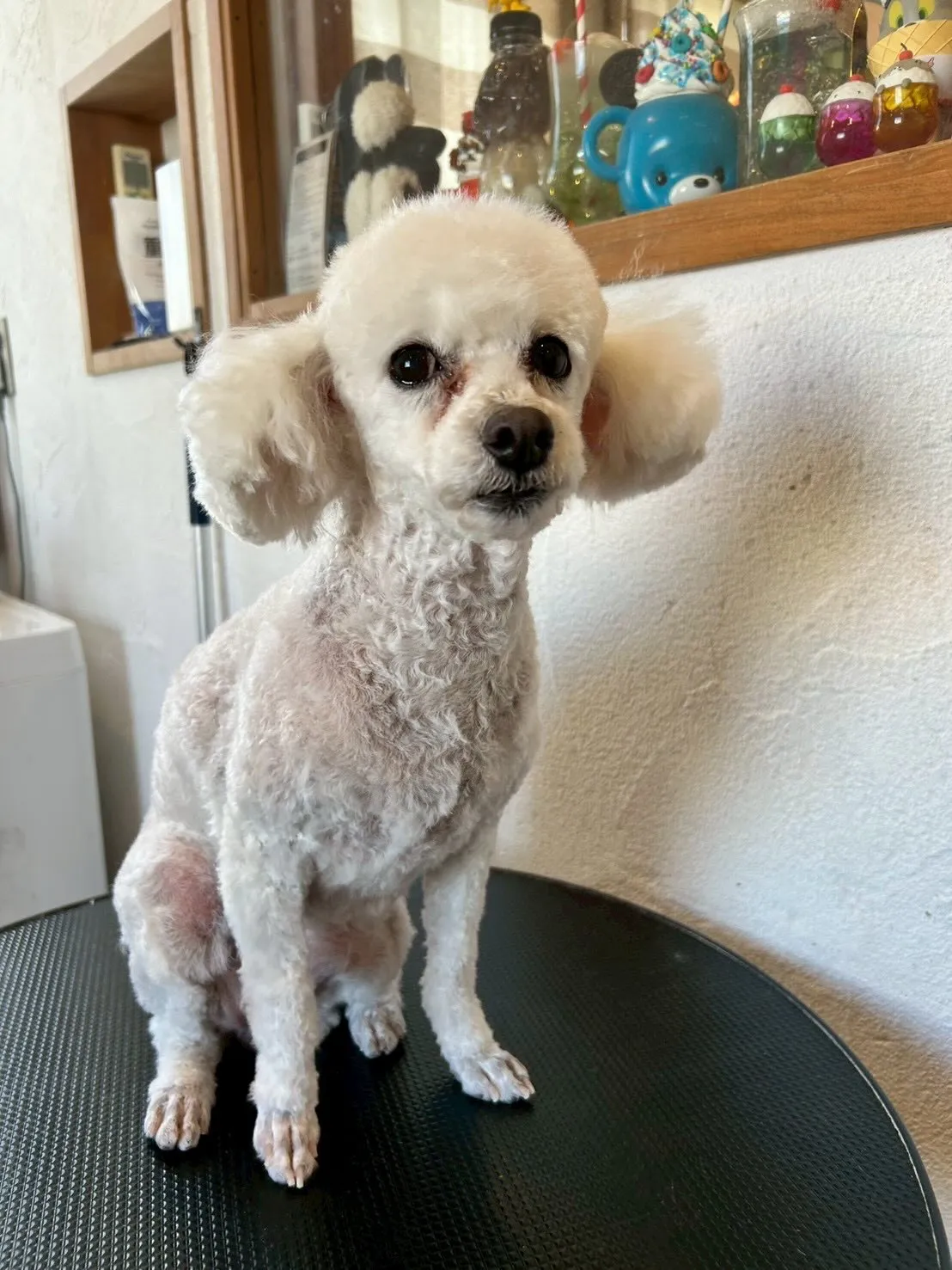 みんながハッピーになるトリミングの時間がやってきた!🐶✂️