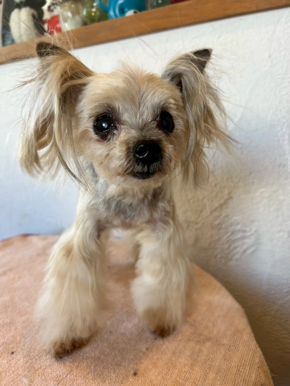 みんながハッピーになるトリミングの時間がやってきた!🐶✂️