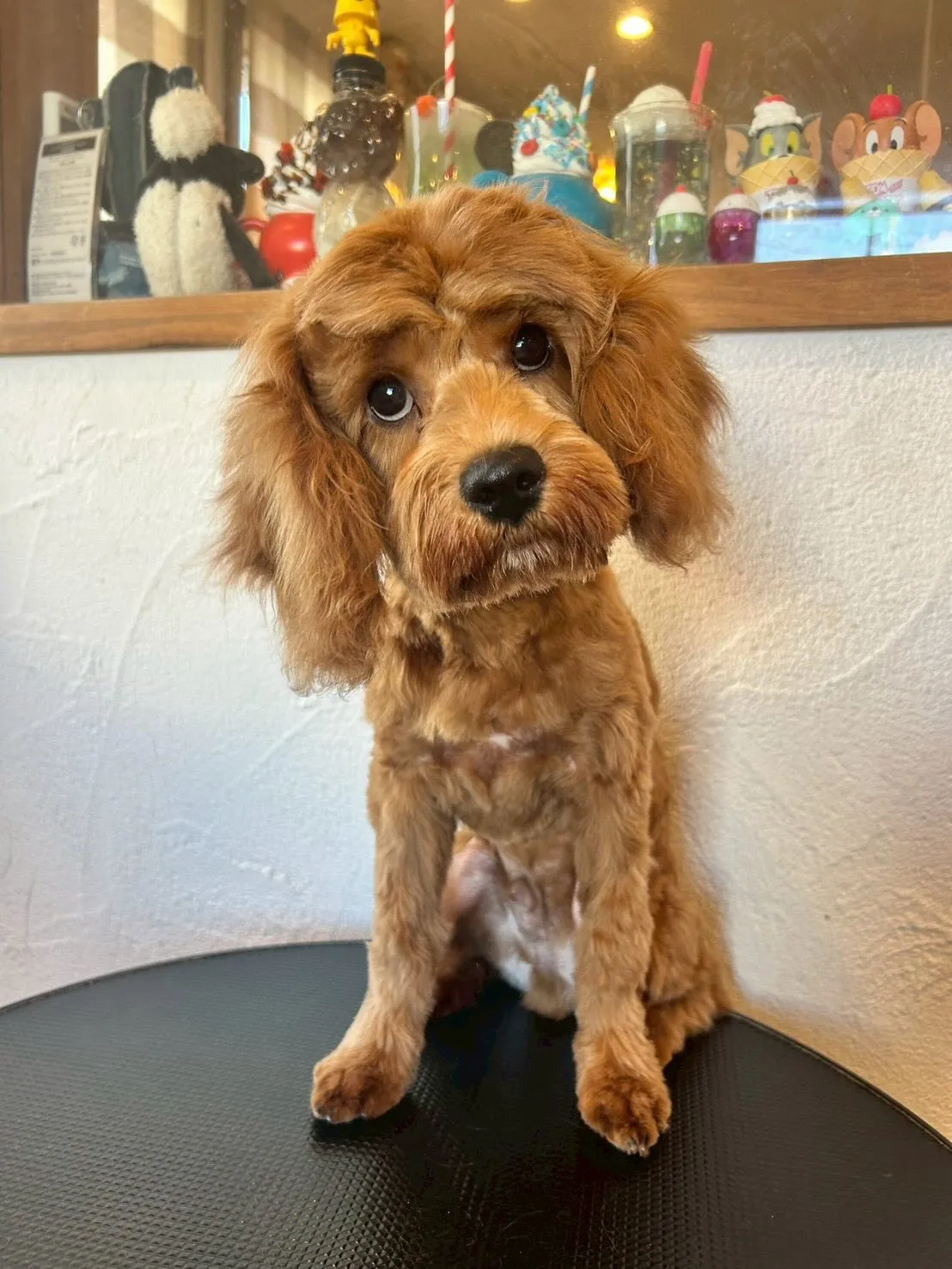 みんながハッピーになるトリミングの時間がやってきた!🐶✂️