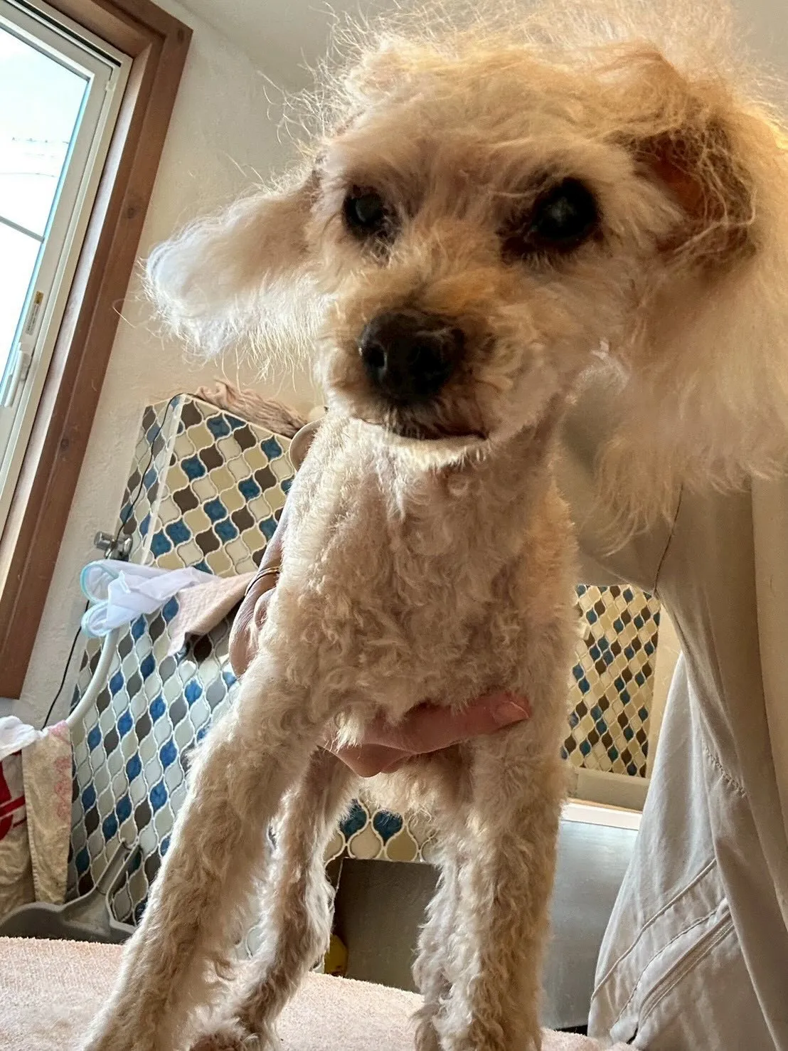 ✨🐩可愛いプードルたちのトリミングを紹介します💇‍♂️🐾