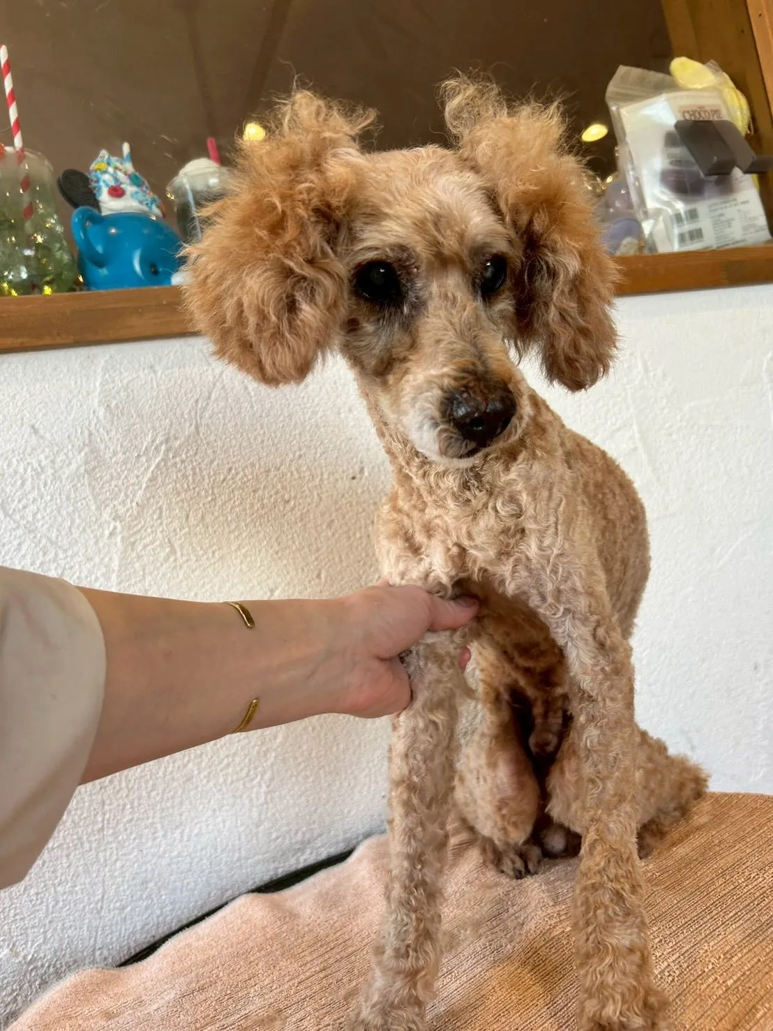 ✨🐩可愛いプードルたちのトリミングを紹介します💇‍♂️🐾