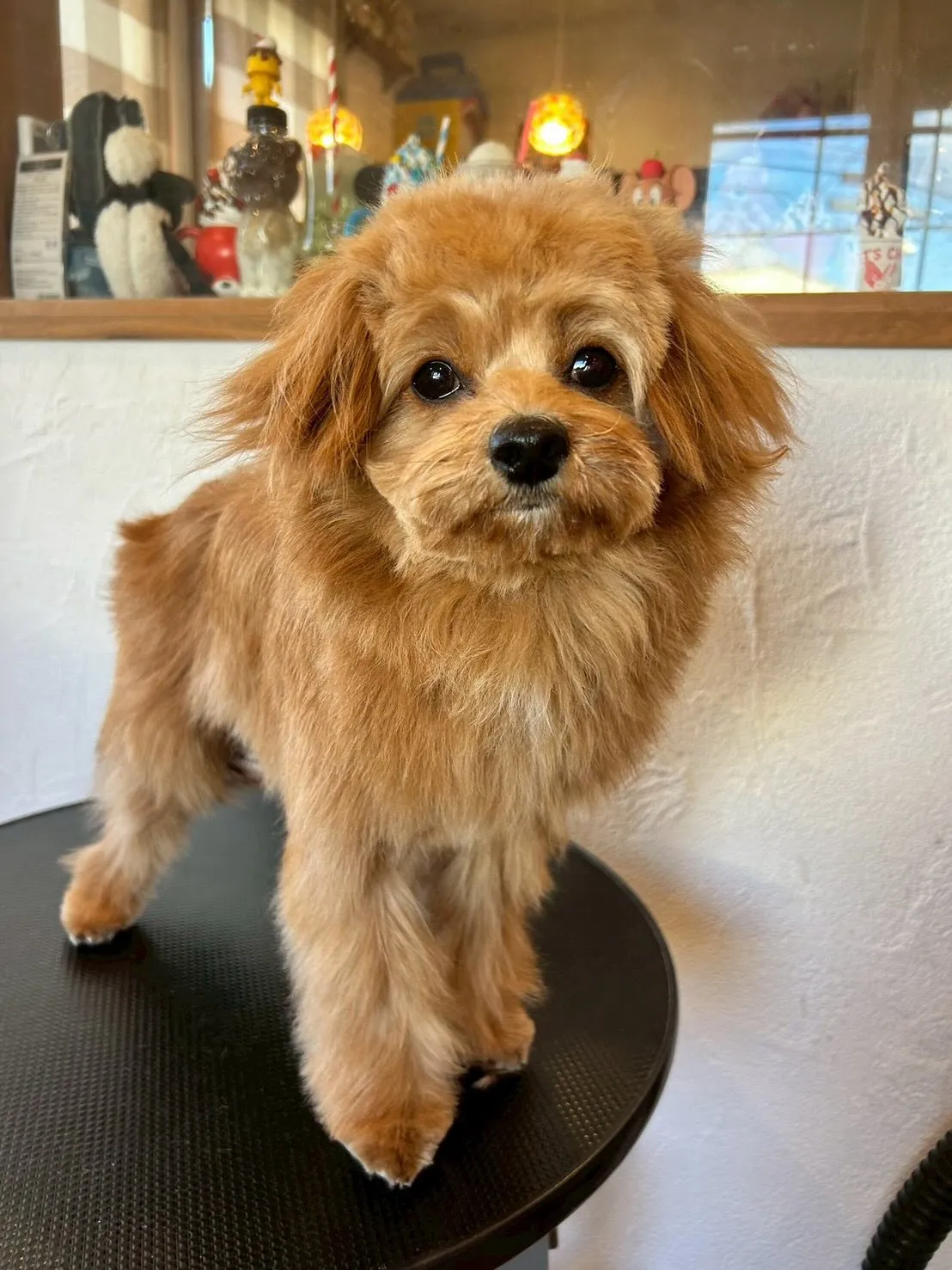 トリミングサロンでの一日🐾✨