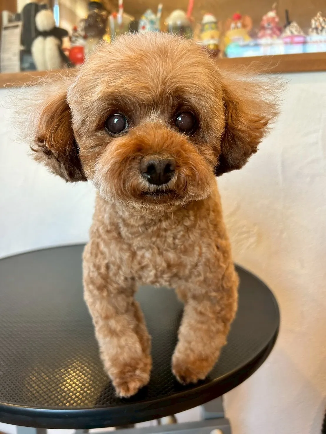 トリミングサロンでの一日🐾✨