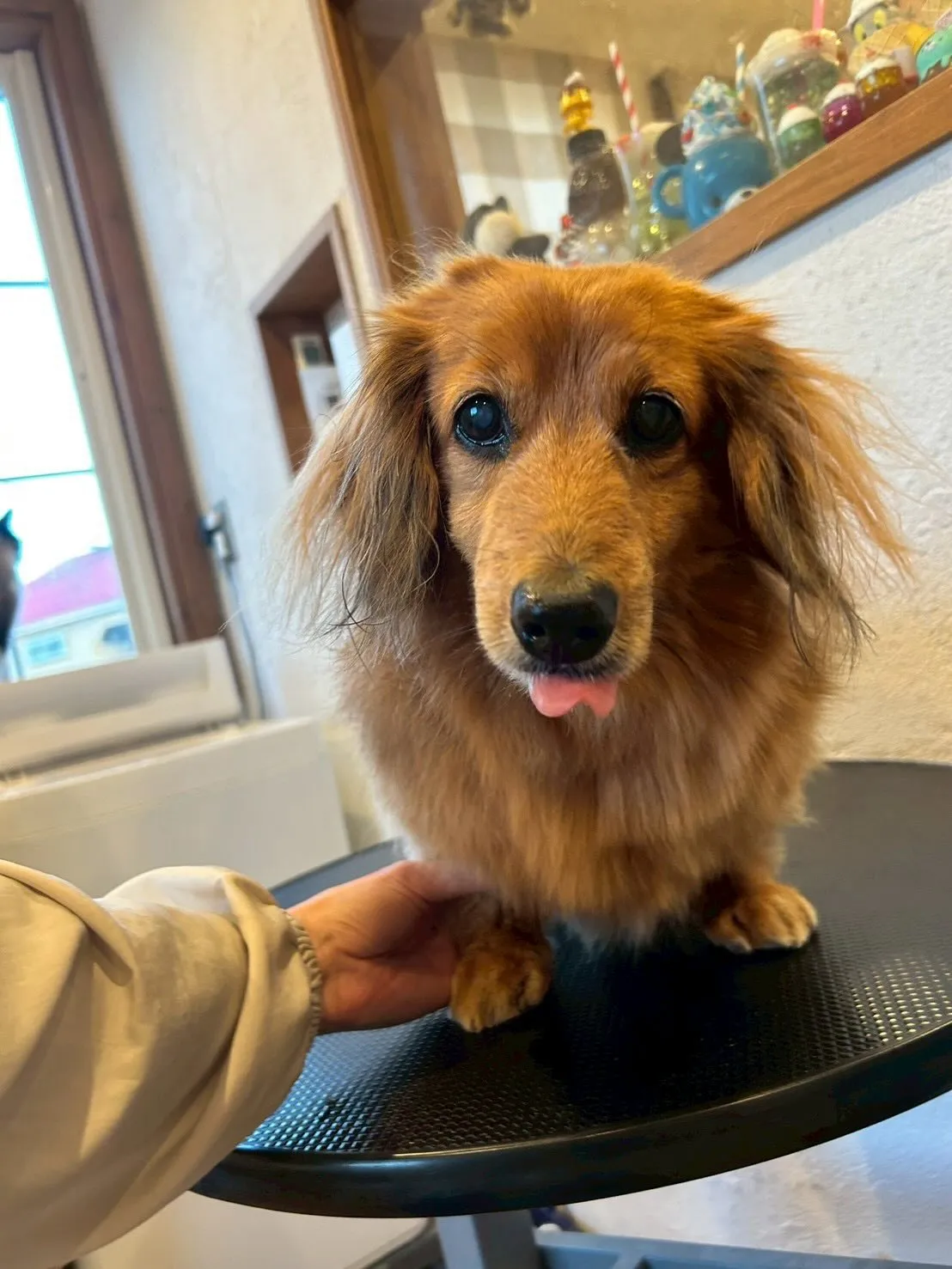 トリミングサロンでの一日🐾✨