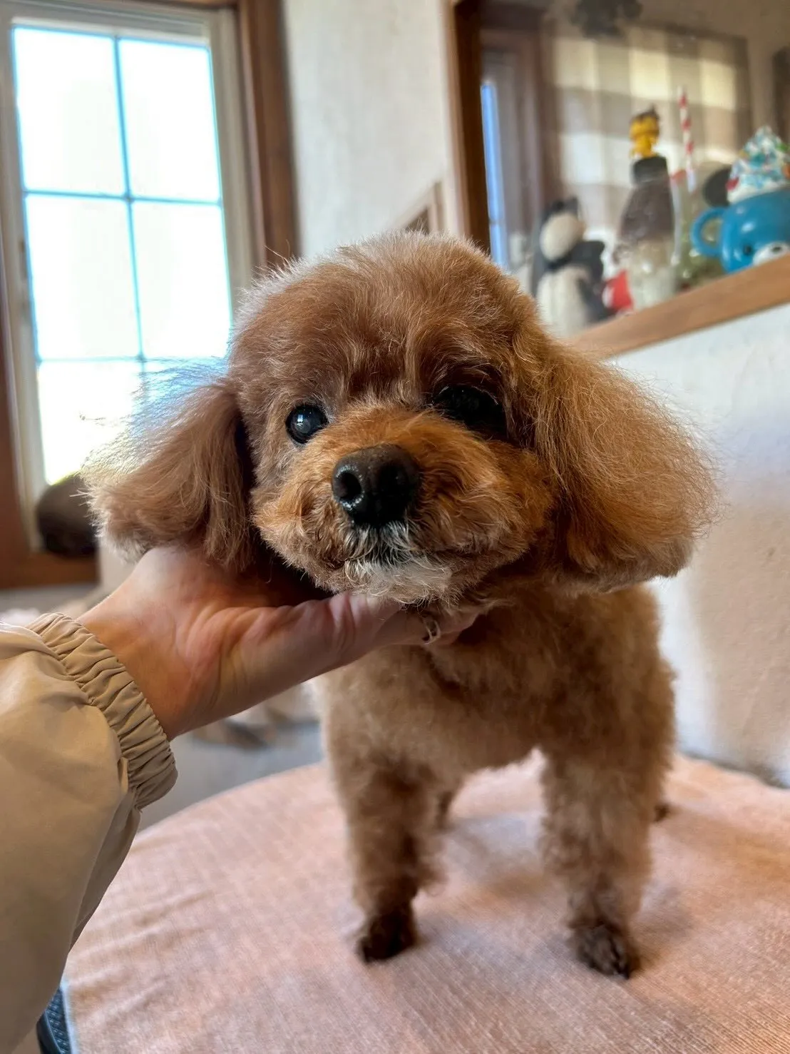 🌟 ふわふわ＆すっきり仕上がりのワンちゃんたちを紹介します🐶...