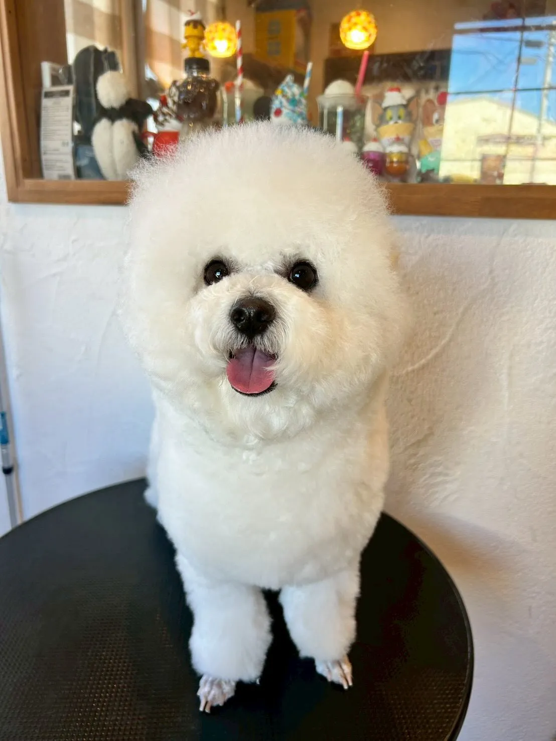 🌟 ふわふわ＆すっきり仕上がりのワンちゃんたちを紹介します🐶...