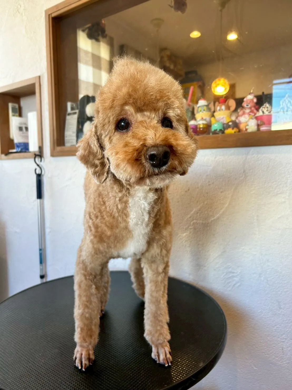 🌟 ふわふわ＆すっきり仕上がりのワンちゃんたちを紹介します🐶...