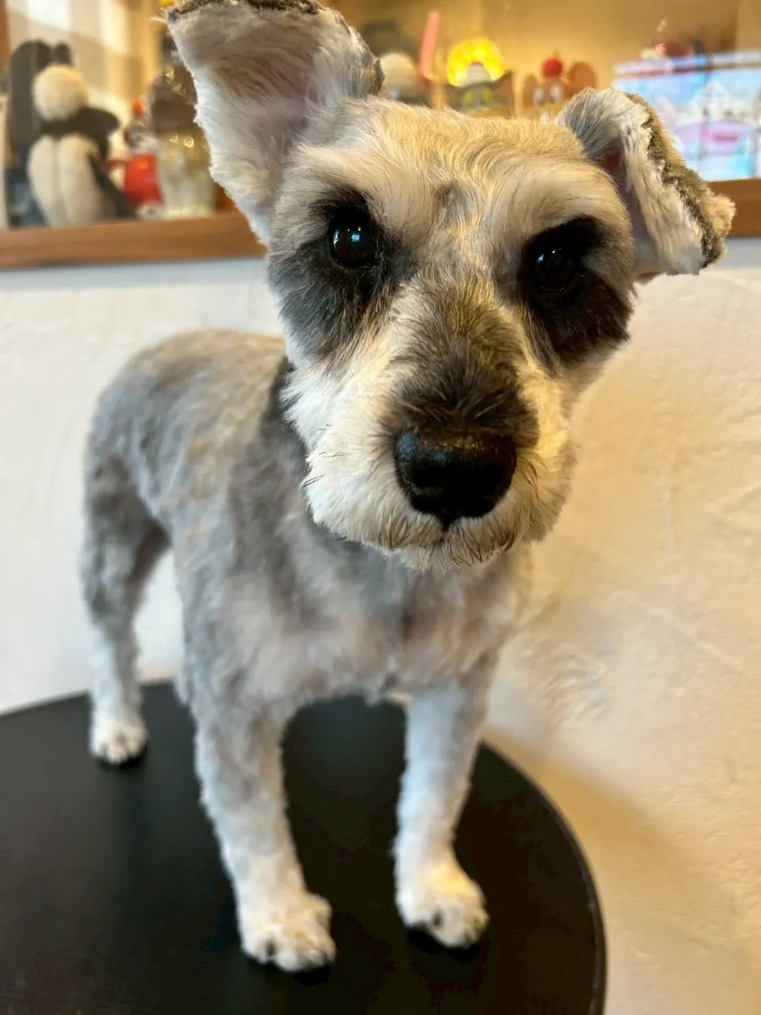 🌟 ふわふわ＆すっきり仕上がりのワンちゃんたちを紹介します🐶...