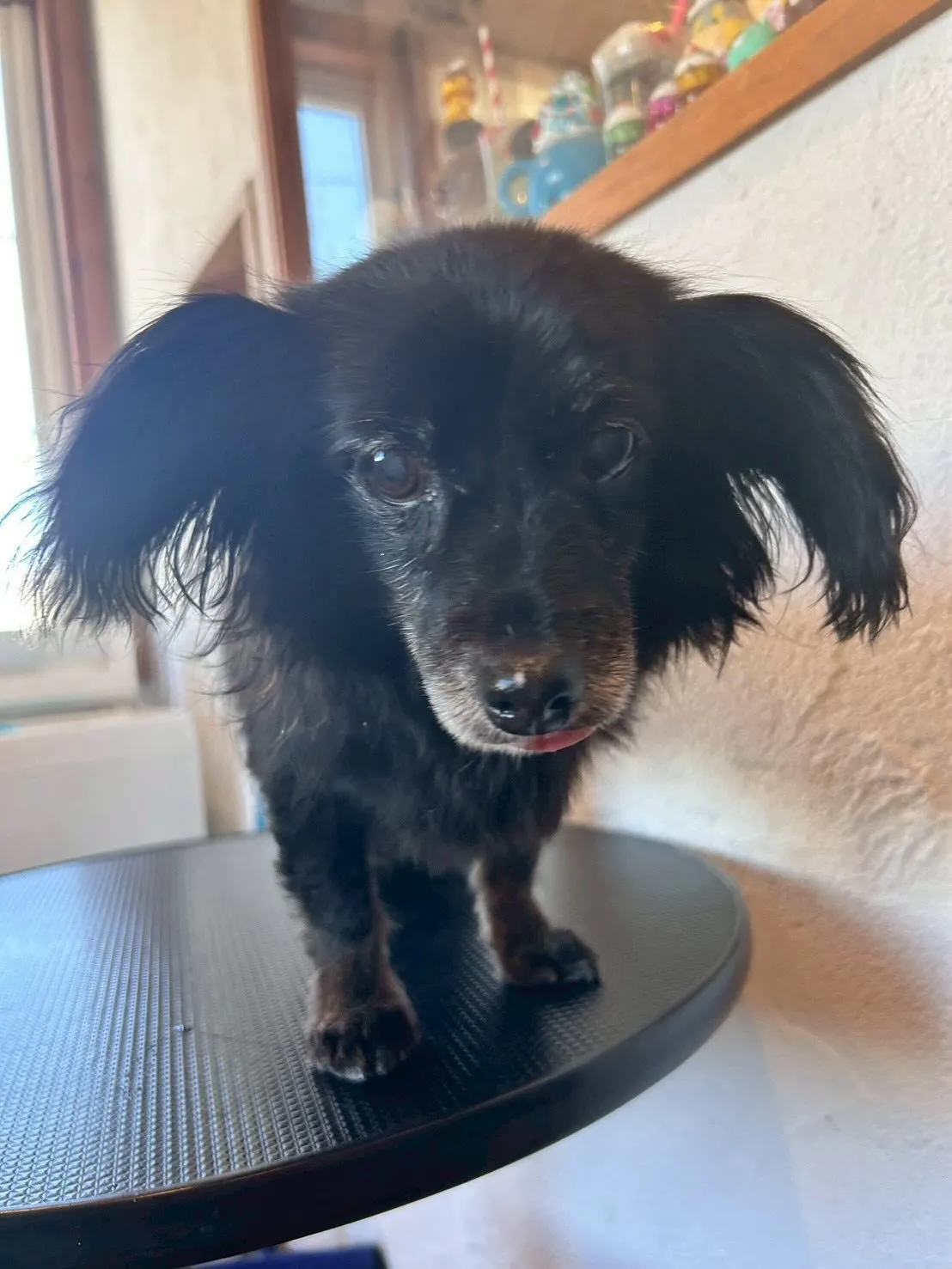 🐾ワンちゃんたちの美容に特化したトリミングサロンです!