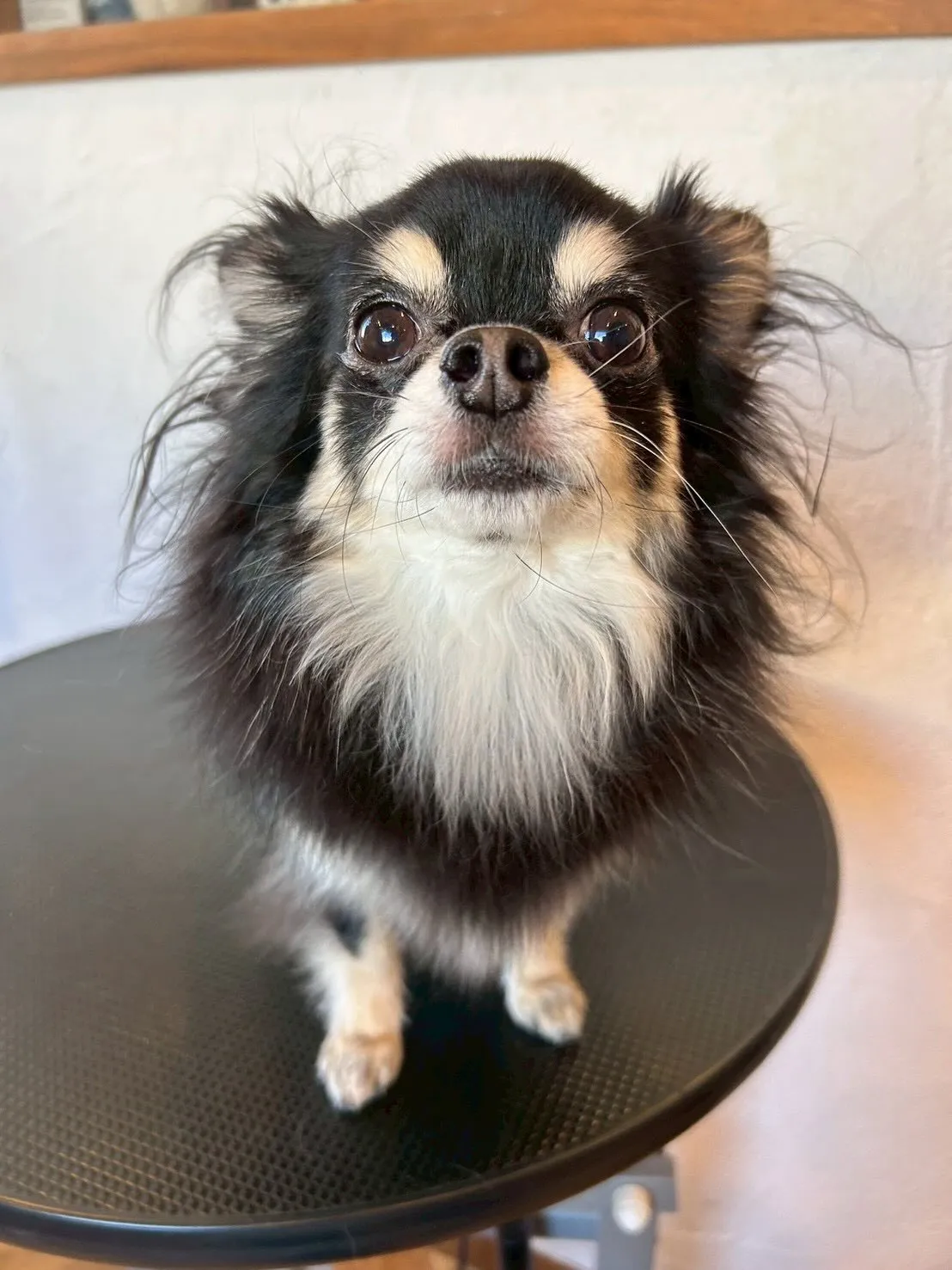 🐾ワンちゃんたちの美容に特化したトリミングサロンです!