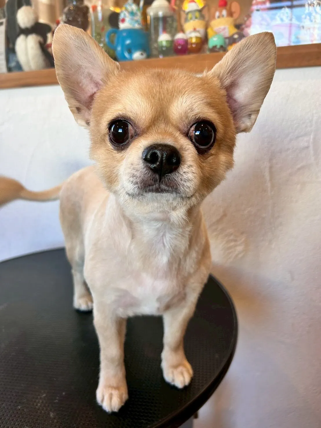 🐾ワンちゃんたちの美容に特化したトリミングサロンです!