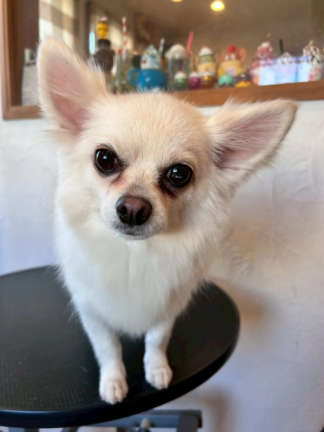 ワンちゃんたちがスッキリ爽快な日！🛁✨
