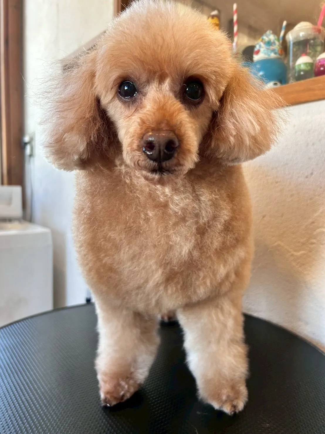 ワンちゃんたちがスッキリ爽快な日！🛁✨
