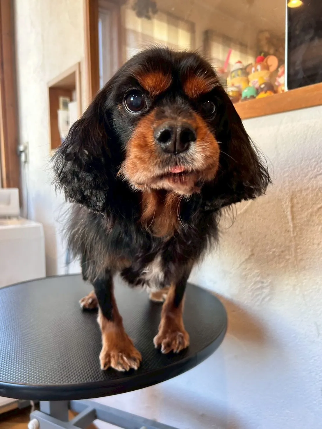ワンちゃんたちがスッキリ爽快な日！🛁✨