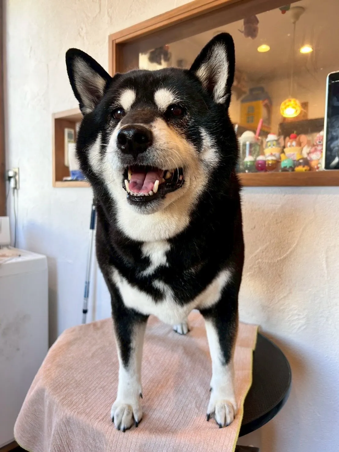 ワンちゃんたちがスッキリ爽快な日！🛁✨