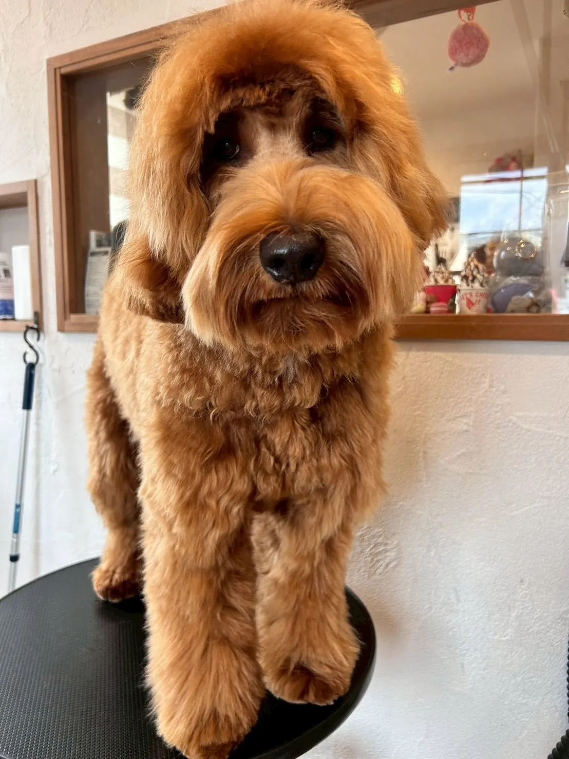 こんにちワン🐶✨