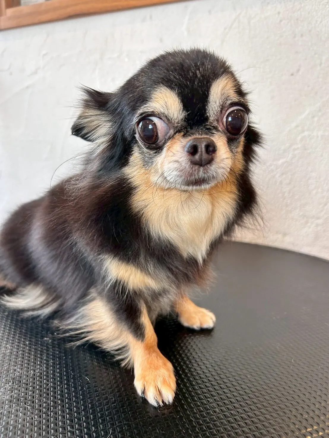 こんにちワン🐶✨