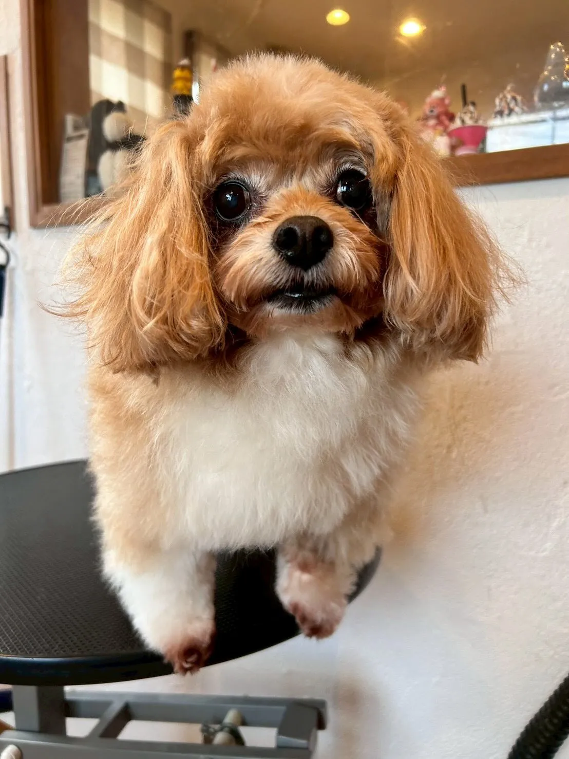 こんにちワン🐶✨