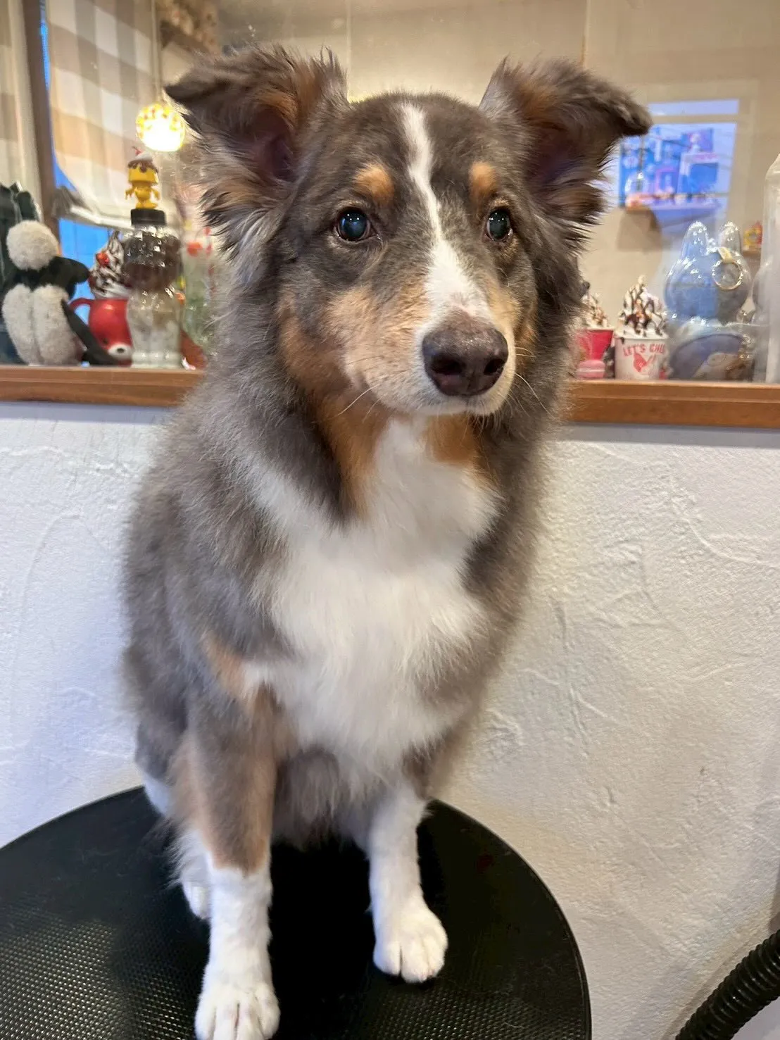 こんにちワン🐶✨