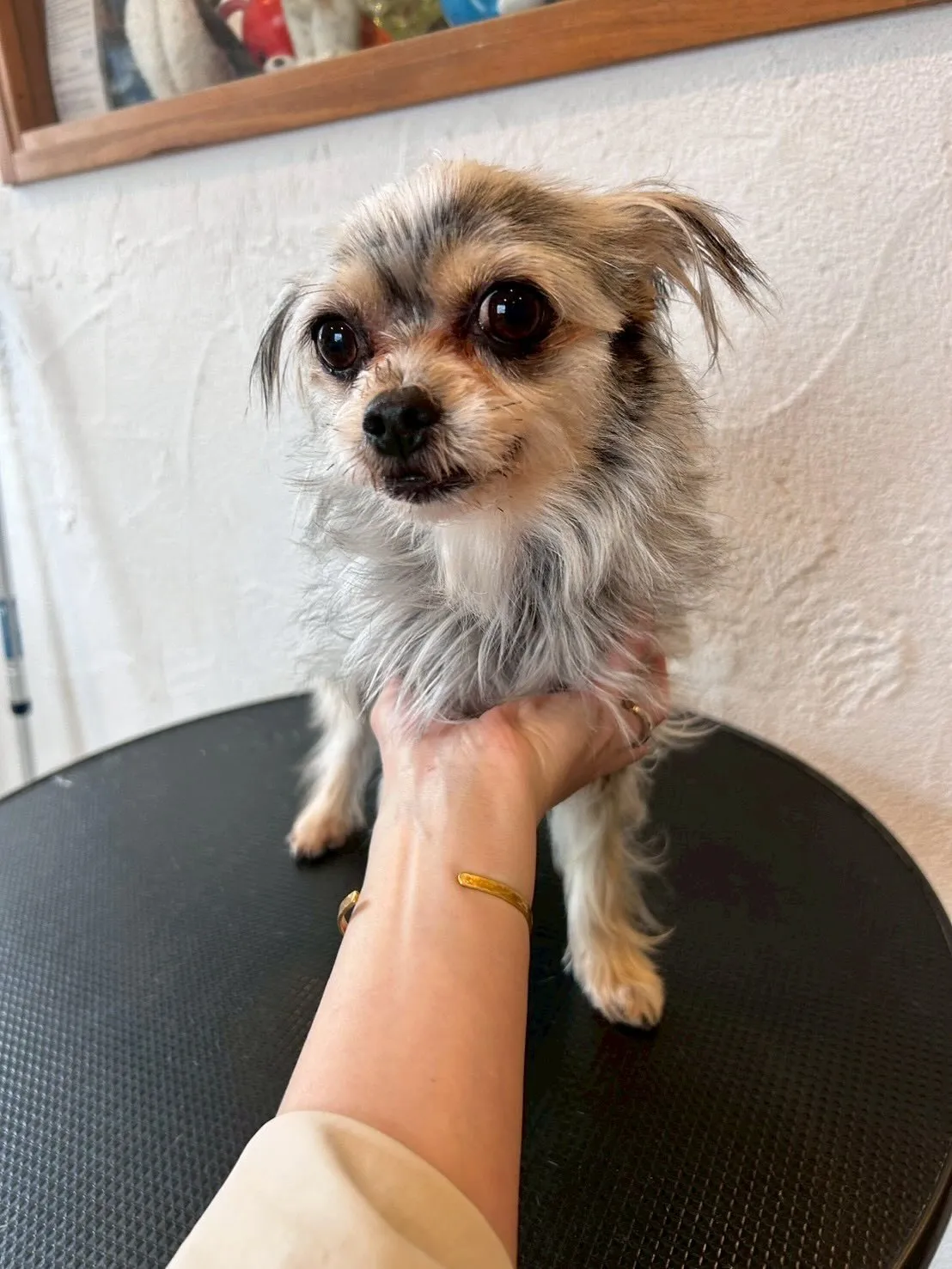 トリミングサロンで素敵な一日を過ごしました😊✨