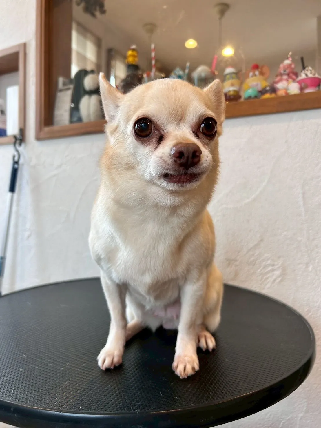 トリミングサロンで素敵な一日を過ごしました😊✨