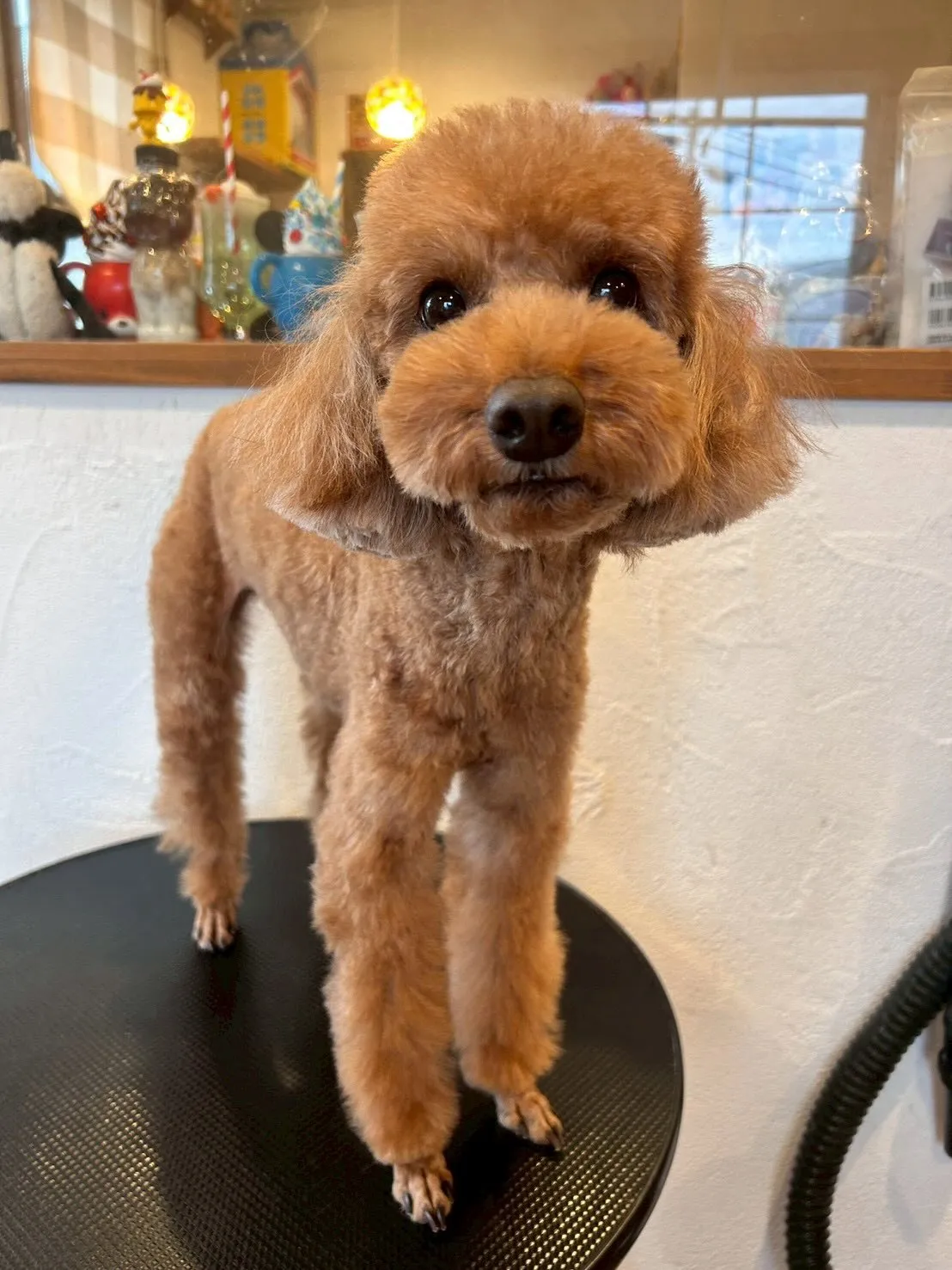 トリミングサロンで素敵な一日を過ごしました😊✨